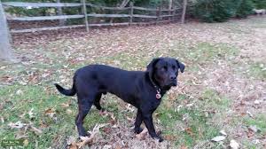 The labrottie is a cross between a labrador retriever and a rottweiler. Stud Dog Handsome Black Lab Rottweiler Mix Stud Breed Your Dog