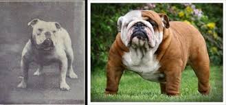 Check spelling or type a new query. 100 Years Of Breed Improvement Science And Dogs