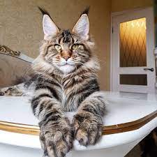 The Biggest Cats Big Cats Cats Fall Pictures