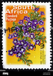 Image result for Aptosimum procumbens