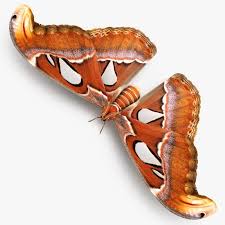 Atlas Moth 3d Model Ad Atlas Moth Model Atlas Moth Moth 3d Model