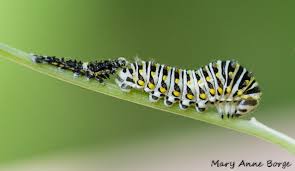 Check spelling or type a new query. Golden Alexander Hosts Black Swallowtail Butterflies The Natural Web