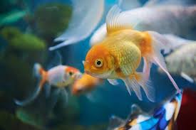 Out Of Goldfish Food Your Goldfish Will Thank You If You Add Some Fresh Food To His Aquarium Don T Worry You Re Not Spoi Fish Swimming Goldfish Food Goldfish