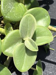 Image result for Ceropegia incana