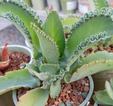 Image result for Kalanchoe daigremontiana