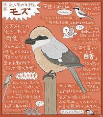 ぬまがさワタリ on twitter 鳥 図鑑 動物 図鑑 生き物 イラスト