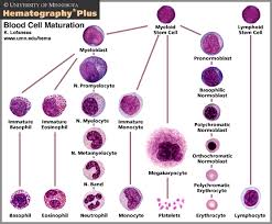 White Blood Cell Maturation Chart Pathology Wbc