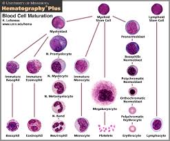 white blood cell maturation chart pathology wbc