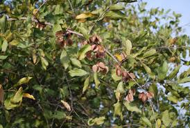 Image result for Combretum apiculatum