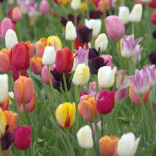 Check spelling or type a new query. T M Tulip Everlasting Mixed Garden Border Plants Hardy Perennial Flowering Bulbs Ebay