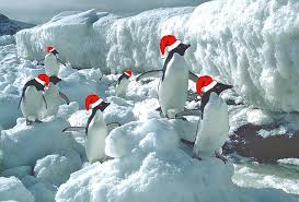 His sibling locked the cage and has gone for market to purchase fruits. Christmas In Antarctica
