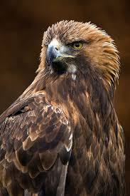 Uk Birds Of Prey Images Falconry Uk Thirsk 15 02 14 Birds Of Prey Pet Birds Birds