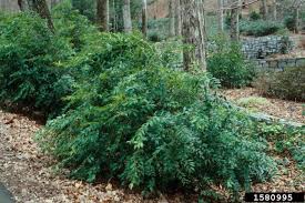 Image result for Agarista