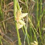 Image result for Schoenoplectiella microglumis