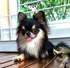 These coat varieties are fully. Long Haired Applehead Teacup Chihuahua For Sale Teacup Chihuahua Chihuahua Puppies Teacup Chihuahua For Sale
