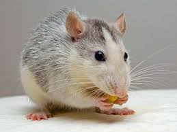 However, if your rat problem does not trapping or baiting is another effective method to get rats out of your house. 8 Home Remedies To Get Rid Of Rats The Times Of India