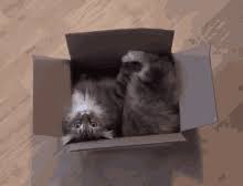 I consider it a good value at the 8 to 10. Cat Box Gifs Tenor