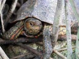 We did not find results for: Zootierlistehomepage