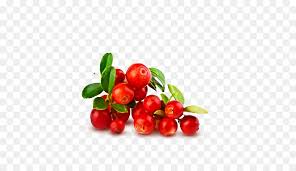 Fruit Cartoon Png Download 510 510 Free Transparent Cranberry Png Download Cleanpng Kisspng Vector set cartoon juicy cranberries, currants, raspberries, cherries, goosberries and blueberries with green leaves isolated on a white background. clean png