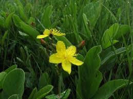 Image result for Hypericum aethiopicum