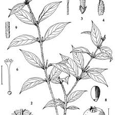 Image result for Sabicea bequaertii
