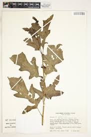 Image result for Solanum anguivi