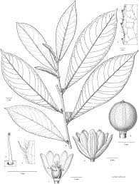 Image result for Viridivia suberosa