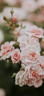 Iphone wallpapers for iphone 12, iphone 11, iphone x, iphone xr, iphone 8 plus high quality wallpapers, ipad backgrounds. Iphone 11 Pro Max Wallpaper Floral