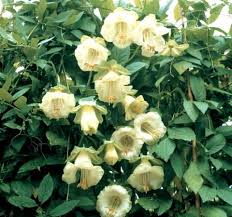  кобея лазающая