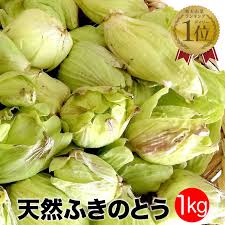 楽天市場 天然ふきのとう1kg ご予約承り中3月発送開始 秋田産 採りたてをクール便にて発送 フキノトウ ばっけ 天然山菜 お取寄せ 山の幸 ばっけ味噌 田沢湖山幸園