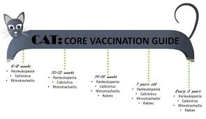 Effective Cat Vaccination Schedule For Your Cute Cat