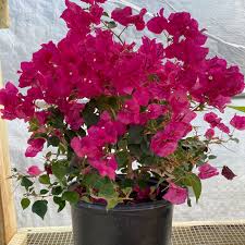 Image result for Bougainvillea
