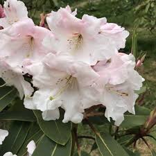 Rhododendron Mrs C Whitner Was A Headgarden S Wife On Leonardslee Garden Visitsussex Easter Windsorgtpark The Rhs N Market Garden Garden Rhododendron