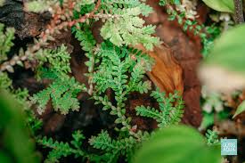 Image result for Selaginella tenerrima