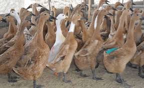 Gambar bebek mudah terbaik download now begini cara mudah menggambar. Langkah Mudah Ternak Bebek Petelur Untuk Pemula Blog Elevenia