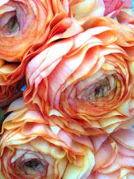 The Science Of Rose Colors Love Flowers Beautiful Flowers Pretty Flowers