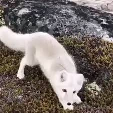 Curious White Fox Video Cute Animals Animals Wild Animals Beautiful