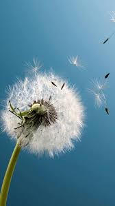Dandelion In The Wind Dandelion Wallpaper Wallpaper Iphone Summer Iphone Wallpaper Tumblr Aesthetic