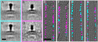 Rsv infections can be dangerous for certain adults. Architecture Of Respiratory Syncytial Virus Revealed By Electron Cryotomography Pnas