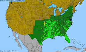 Image result for Commelina nigritana