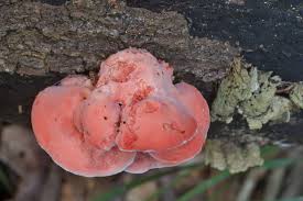 Image result for Merulius incarnatus