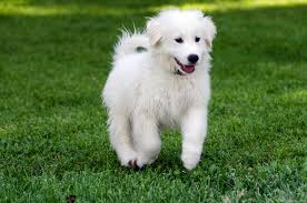 guide to great pyrenees puppies lovetoknow