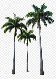 At the the palms hotel & spa. Palm Tree Png Transparent Images Hotline Miami Wallpaper Iphone Free Transparent Png Clipart Images Download