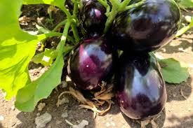 Germaine Valentina Desnuda - Forbidden Delights