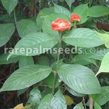 Image result for Psychotria hypsophila