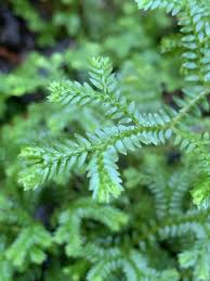 Image result for Selaginella kraussiana