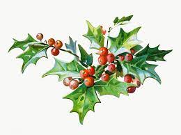 Download Premium Png Of Festive Holly Leaves Transparent Png 1232628 Holly Leaf Christmas Cards Free Free Christmas Greeting Cards