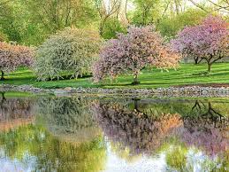 Which fruit trees grow well in ohio? Blooming Fruit Trees Reflected In Spring Near Toledo Ohio Springtime Pictures Flowering Trees Fruit Trees