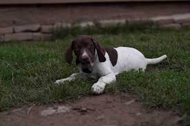 Image result for německý ohař krátkosrstý