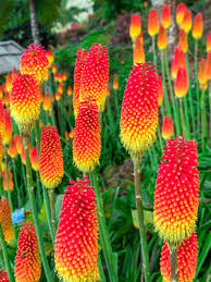 Image result for Kniphofia